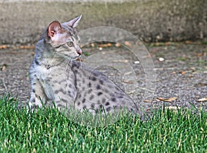 F4 Gray Spotted Serval Savannah Domestic Kitten