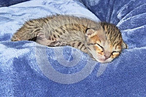 F4 Newborn Serval Savannah Kitten