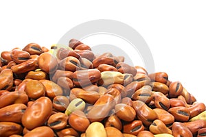 Faba fava beans