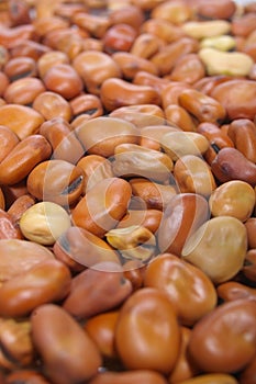 Faba fava beans