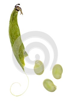 Faba Vica Fava Beans