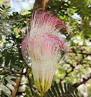 Fabaceae - Calliandra riparia Pittier photo
