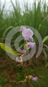 The Fabaceae or Leguminosae