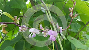 The Fabaceae or Leguminosae photo