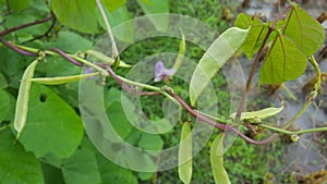 The Fabaceae or Leguminosae photo