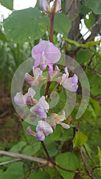 The Fabaceae or Leguminosae photo