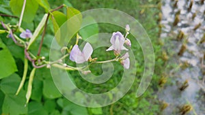 The Fabaceae or Leguminosae photo