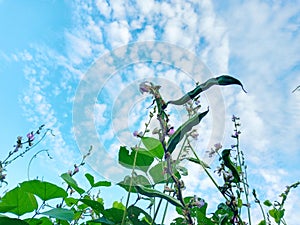 Fabaceae or Leguminosae, known as the legume, pea or bean family is flowering photo