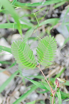 FABACEAE, leguminosae or Mimosa hispidula Kunth or Mimosa pudica L or Mimosa pudica var or MIMOSACEAE or MIMOSOIDEAE or Sensitive