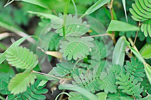 FABACEAE, leguminosae or Mimosa hispidula Kunth or Mimosa pudica L or Mimosa pudica var or MIMOSACEAE or MIMOSOIDEAE or Sensitive