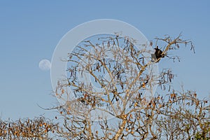 Fabaceous tree with two Black Vulture