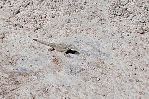 Fabians Lizard (Liolaemus Fabiani) on salt flats at Los Flamencos National Reserve, Chile.