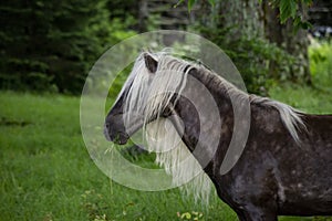 Fabio with the long mane and tail of Grayson Highlands grazes.