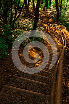 Fable wood land stairway path in golden sun light in evening time vertical forest landscape photography