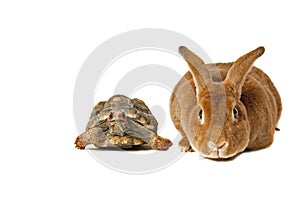 Tortoise and the Hare photo