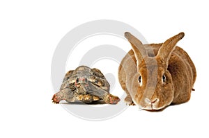 Tortoise and the Hare