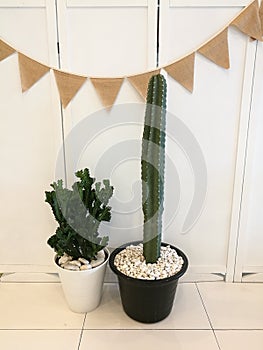 Fabric flag strips hanging on folding wall with Little cactus flowerpot which decorate for party