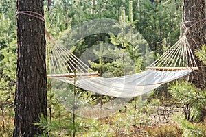 Fabric hammock in pine forest