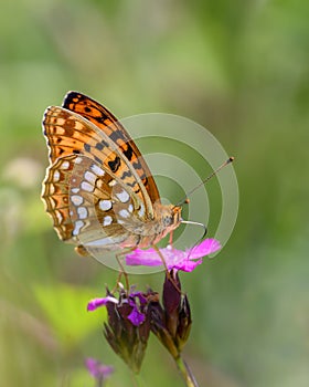 Fabriciana adippe - the high brown fritillary on Carthusian pink - Dianthus carthusianorum