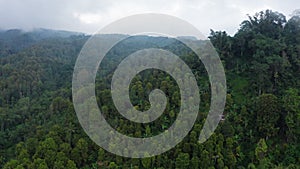 Fabulous aerial view of tropical rainforest with banana trees and palm woods in forest thicket after rain. Drone flying