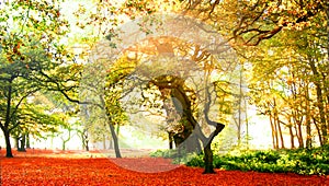 Fabulous autumn forest