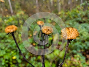 Fabulous autumn forest in the mountains of the Ukrainian Carpathians