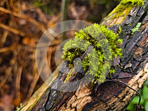 Fabulous autumn forest in the mountains of the Ukrainian Carpathians