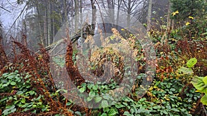 Fabulous autumn forest in the mountains of the Ukrainian Carpathians