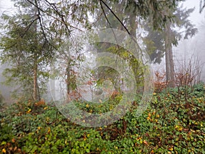 Fabulous autumn forest in the mountains of the Ukrainian Carpathians