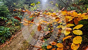 Fabulous autumn forest in the mountains of the Ukrainian Carpathians