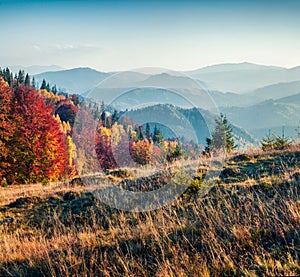 Fabulous autumn scene of Carpathians. Exciting morning view of mountain valley, Ukraine, Europe. Beauty of nature concept