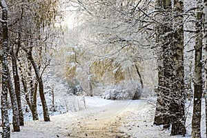 Fabulous beautiful landscape winter snowy park forest.