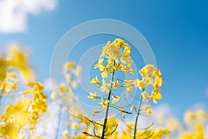 Fabulous beautiful yellow rape flowers on a background of blue sky and clouds. Colza or canola flower