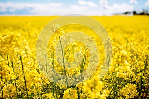 Fabulous beautiful yellow rape flowers on a background of blue sky and clouds. Colza or canola flower. Rape field