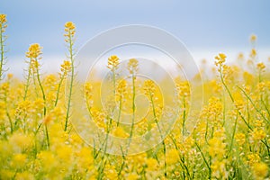 Fabulous beautiful yellow rape flowers on a background of blue sky and clouds. Colza or canola flower. Rape field.