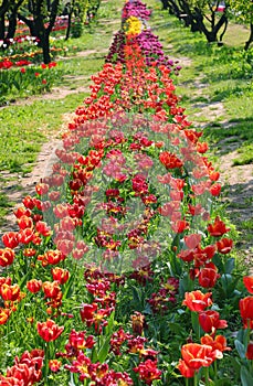 Fabulous blooming flowerbed with miles of tulips flowers photo