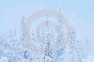 Fabulous Christmas winter forest at sunset, everything is covered with snow. Pine and spruce trees covered in snow. Blizzard