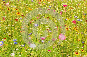 The fabulous colours in the Wildflower Meadow