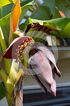 Fabulous complexity of the ornamental banana plant flower
