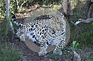 Fabulous, enigmatic leopard that was rescued and rehabilitated at a big cat sanctuary in the