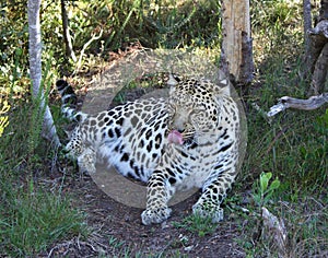 Fabulous, enigmatic leopard that was rescued and rehabilitated at a big cat sanctuary in the