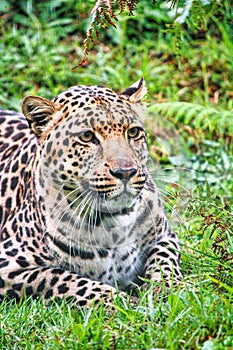 Fabulous, enigmatic leopard that was rescued and rehabilitated at a big cat sanctuary in the