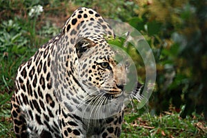 Fabulous, enigmatic leopard that was rescued and rehabilitated at a big cat sanctuary in the