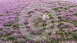 A fabulous field of lilac lavender with a white perfect horse. Flower fields with green grass and a white horse with a