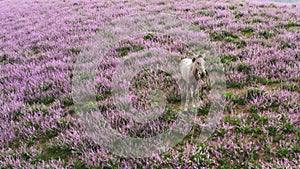 A fabulous field of lilac lavender with a white perfect horse. Flower fields with green grass and a white horse with a