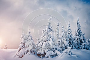 Fabulous frozen fir trees. Location Carpathian, Ukraine, Europe