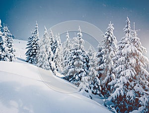 Fabulous frozen fir trees. Location Carpathian, Ukraine, Europe