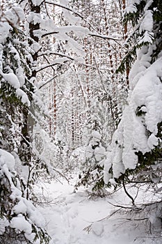 Fabulous impassable snowy winter forest on cloudy day.