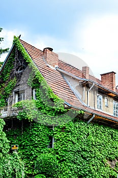Fabulous ivy house