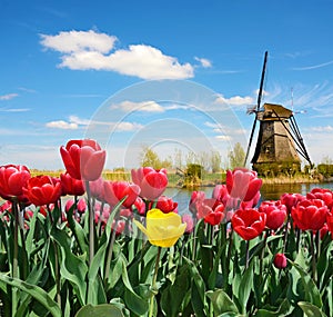 Fabulous landscape of Mill and tulips in Holland